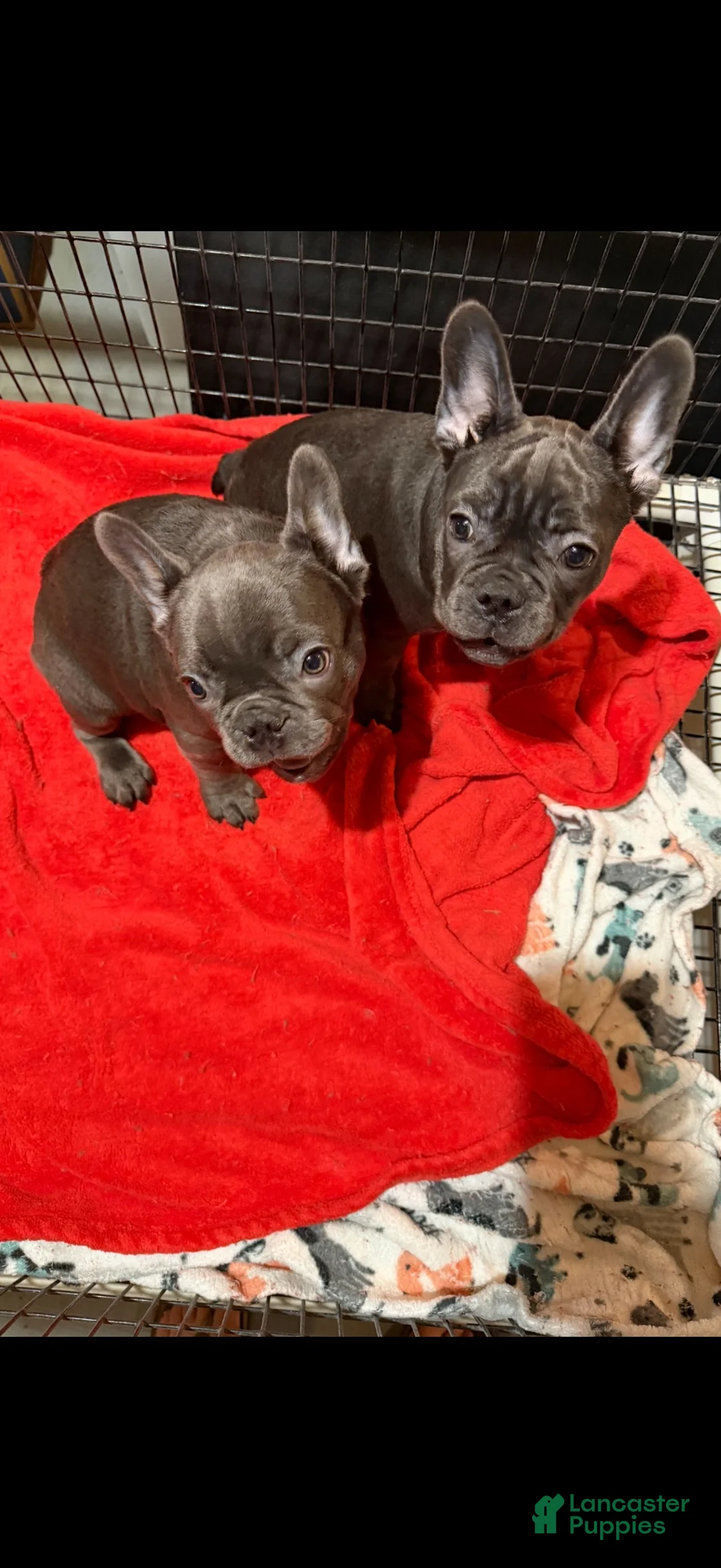French Bulldog dogs for sale: Geno - Ad 1