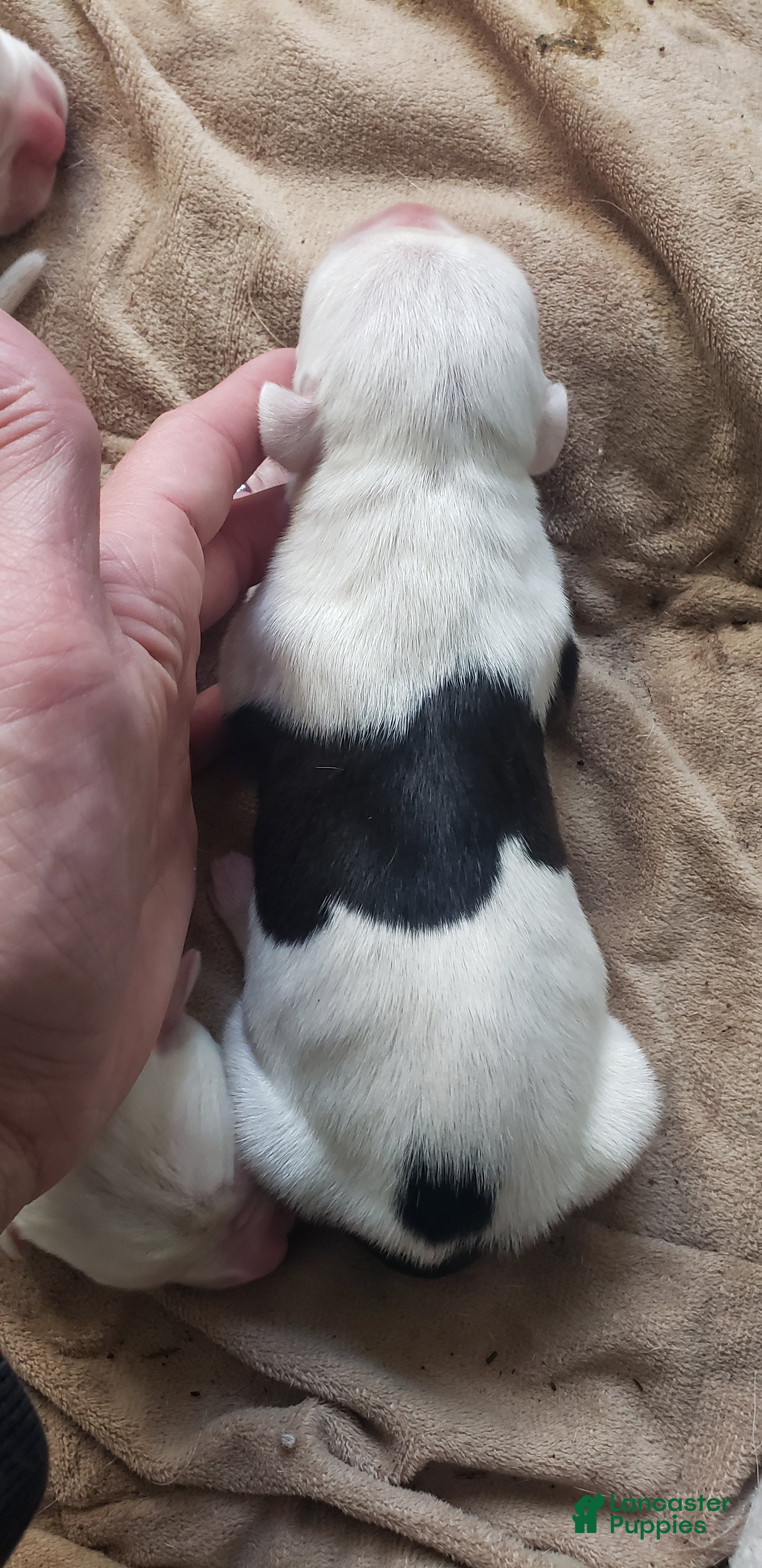 Mixed Breed dogs Mixed Breed 10 - Ad 16