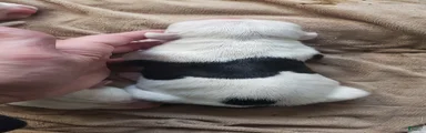 Mixed Breed 10