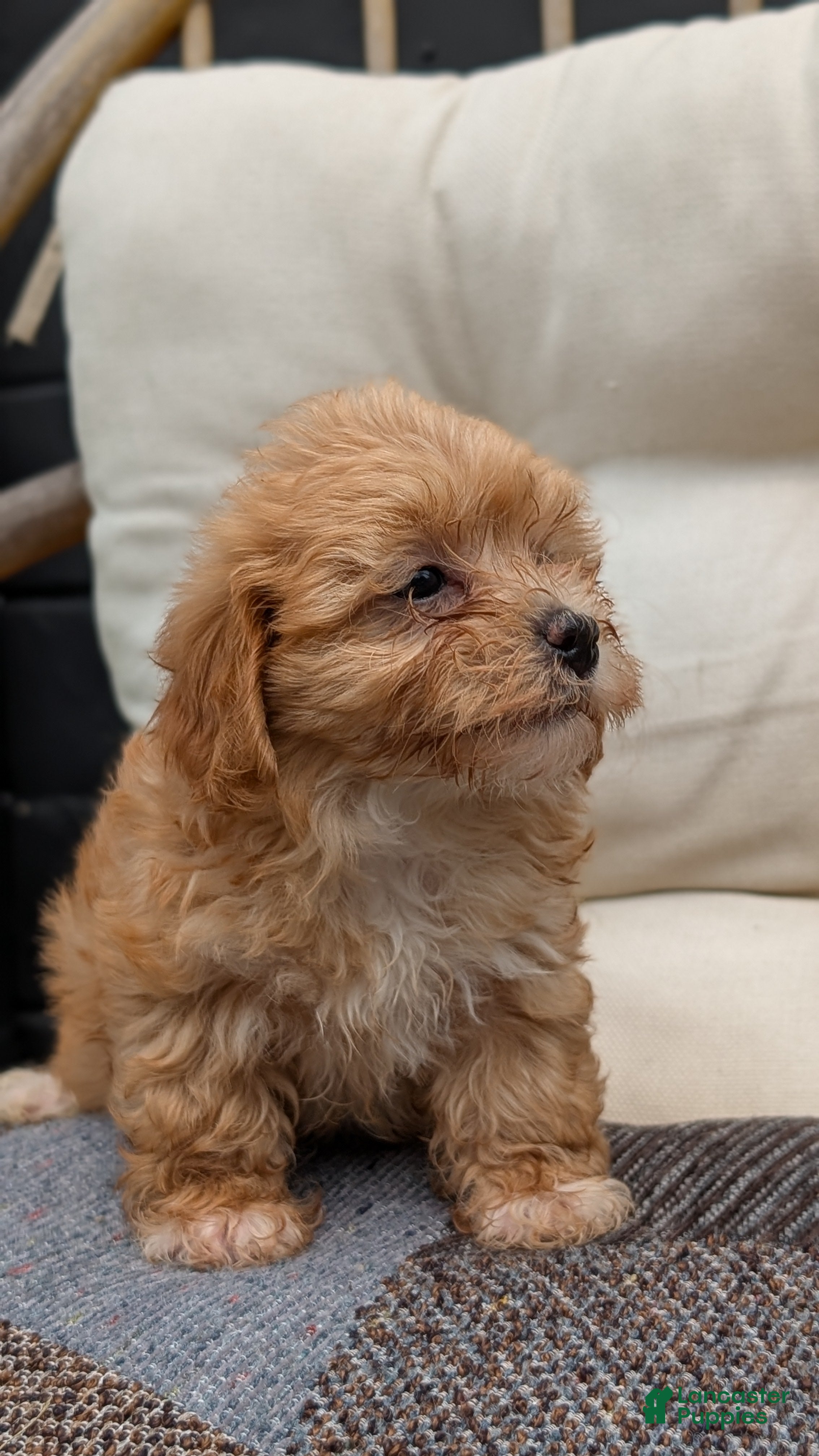 Havapoo dogs Bridget - Ad 2