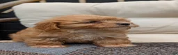 Havapoo dogs for sale: Bridget - Ad 2