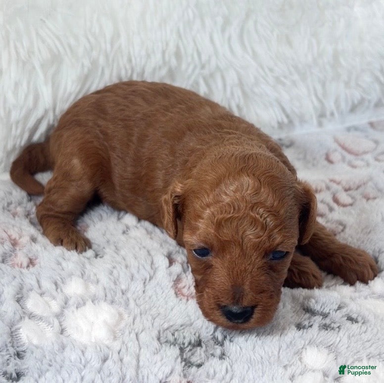 Toy Poodle dogs Yvonne - Ad 19
