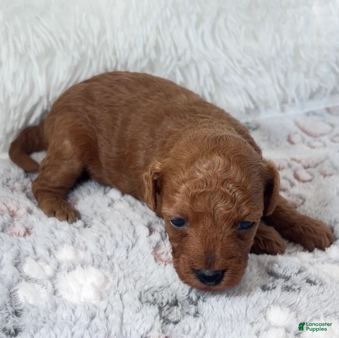 Toy Poodle dogs for sale: Yvonne - Ad 1