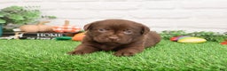 Labrador Retriever dogs for sale: Orchard - Ad 9