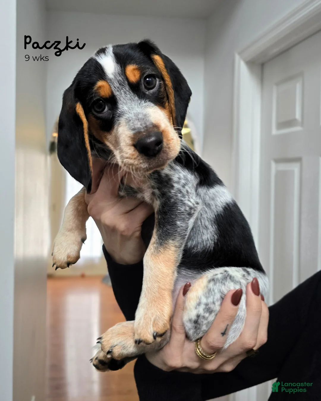 Beagle dogs for sale: Paczki - Ad 1