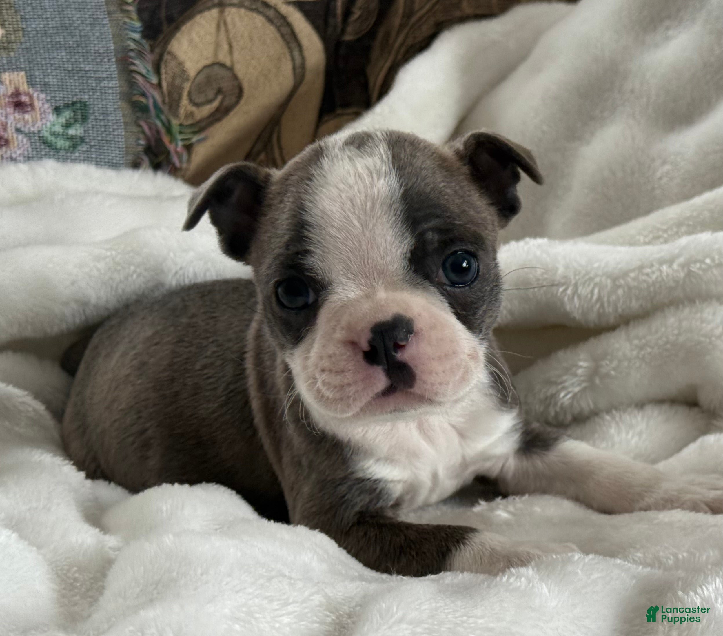 Boston Terrier dogs Sawyer - Ad 12