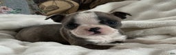 Boston Terrier dogs for sale: Sawyer - Ad 3