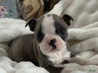 Boston Terrier dogs Sawyer - Ad 18