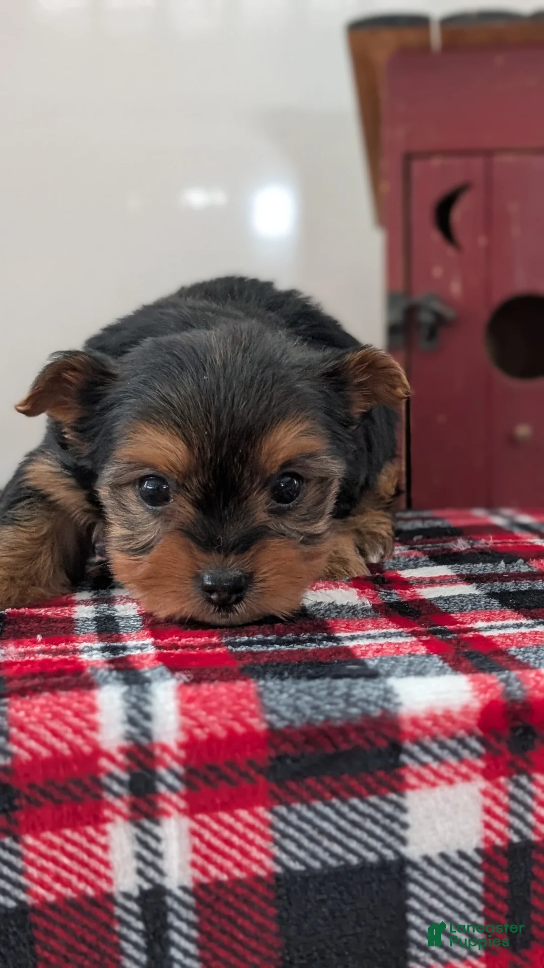 Yorkshire Terrier dogs for sale: Daisy - Ad 6