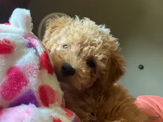 Toy Poodle dogs Toy Poodle Puppy 2 - Ad 12