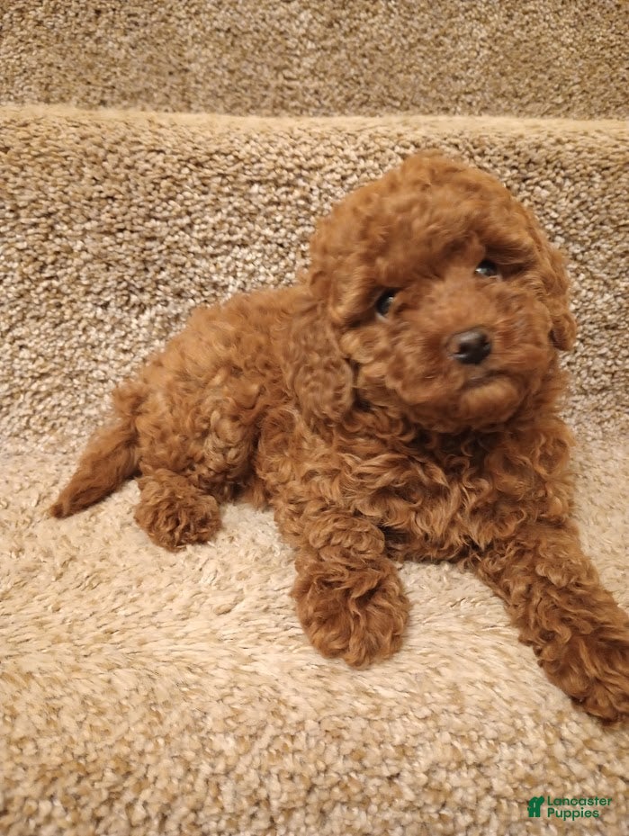 Toy Poodle dogs Princess - Ad 1