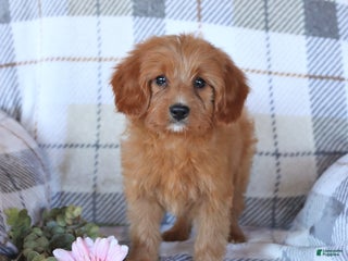 Cavapoo dogs - Ad 30
