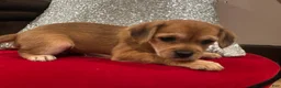 Mixed Breed dogs for sale: Mixed Breed 2 - Ad 14