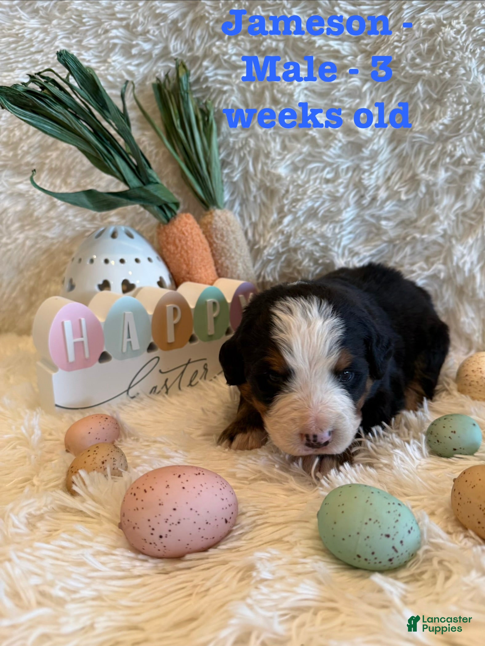 Bernese Mountain Dog dogs Jameson - Ad 6