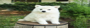 Felix