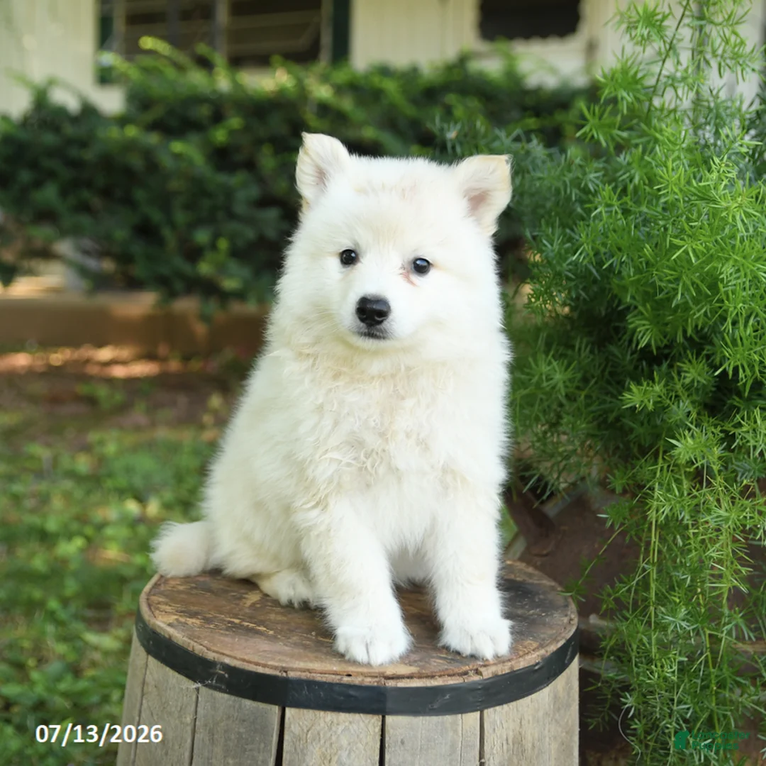 American Eskimo dogs for sale: Felix - Ad 1