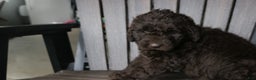 Newfypoo dogs for sale: Rosi - Ad 9