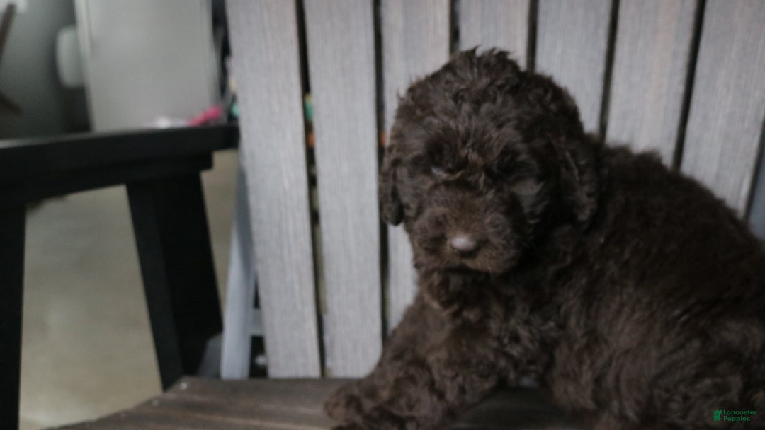 Newfypoo dogs for sale: Rosi - Ad 9