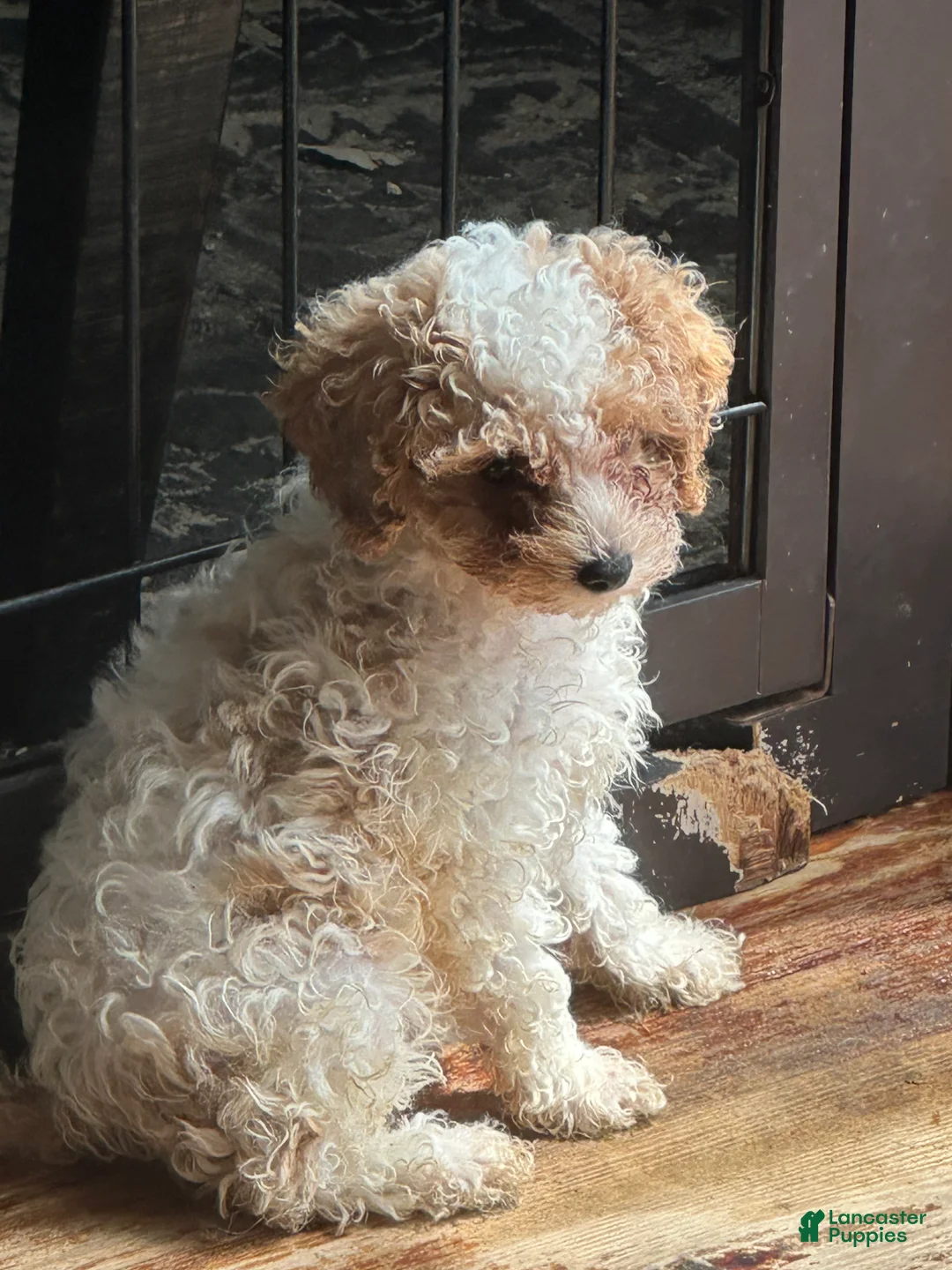 Miniature Poodle dogs for sale: Miniature Poodle 2 - Ad 2