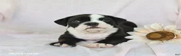 Olde English Bulldogge dogs for sale: Pixie - Ad 1
