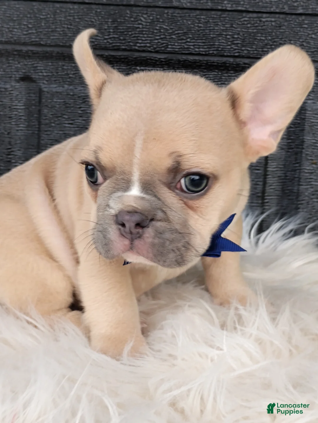 French Bulldog dogs for sale: Gus  - Ad 1