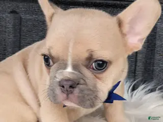French Bulldog dogs for sale: Gus - Ad 2