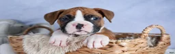 Boxer dogs for sale: Sawyer - Ad 10