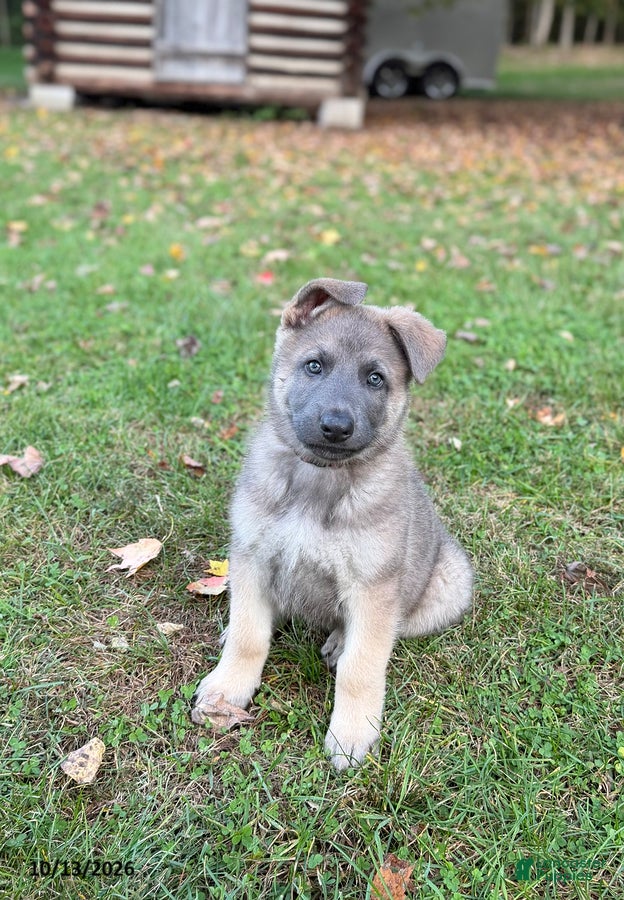 German Shepherd dogs Gunner - Ad 27