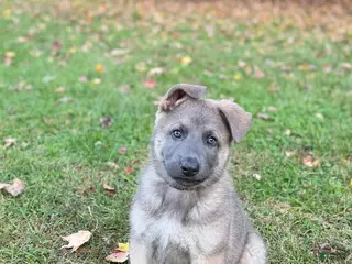 German Shepherd dogs Gunner - Ad 27