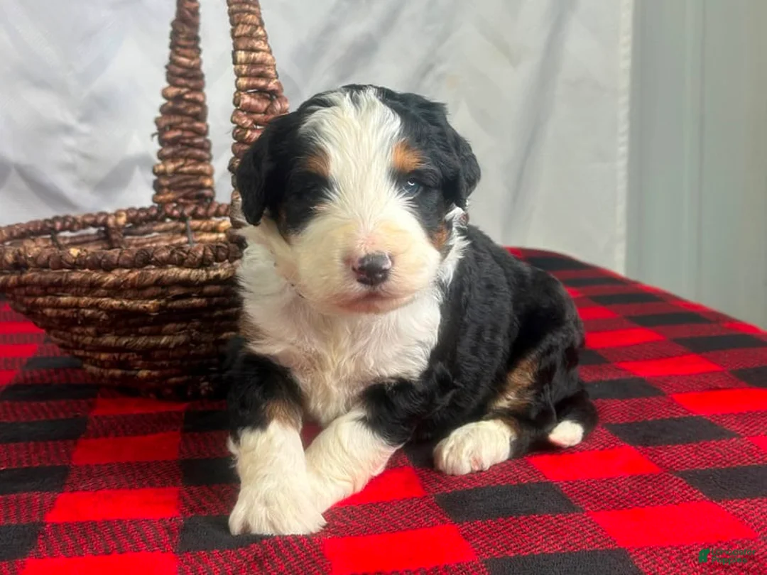 Bernedoodle dogs for sale: Indiana - Ad 1
