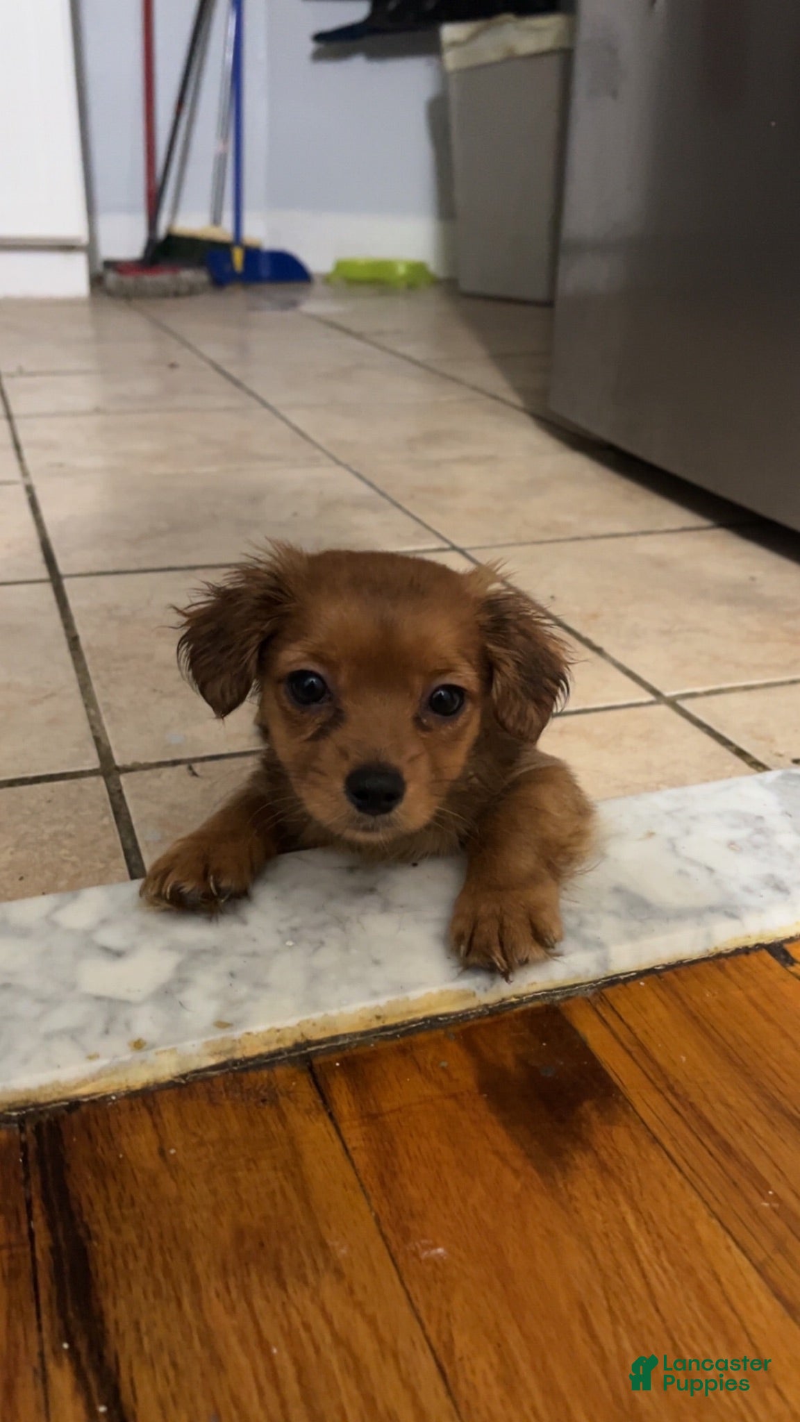 Mixed Breed dogs for sale: Stella - Ad 2