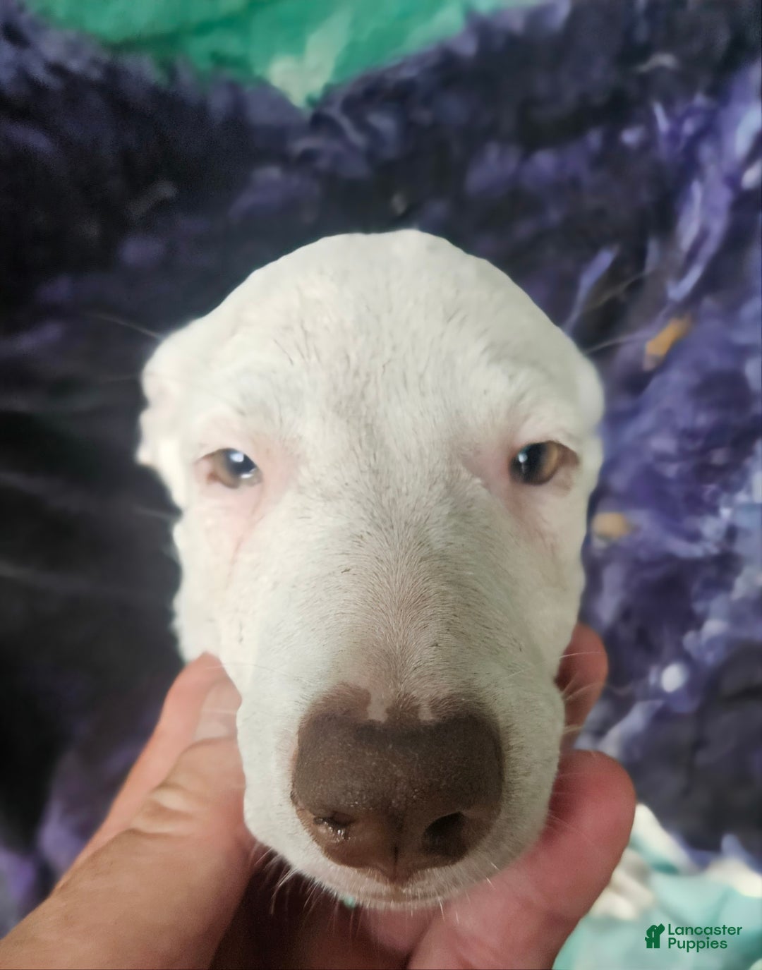 Border Collie dogs for sale: Hissy - Ad 1