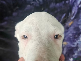 Border Collie dogs Hissy - Ad 3