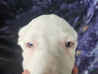 Border Collie dogs Hissy - Ad 37