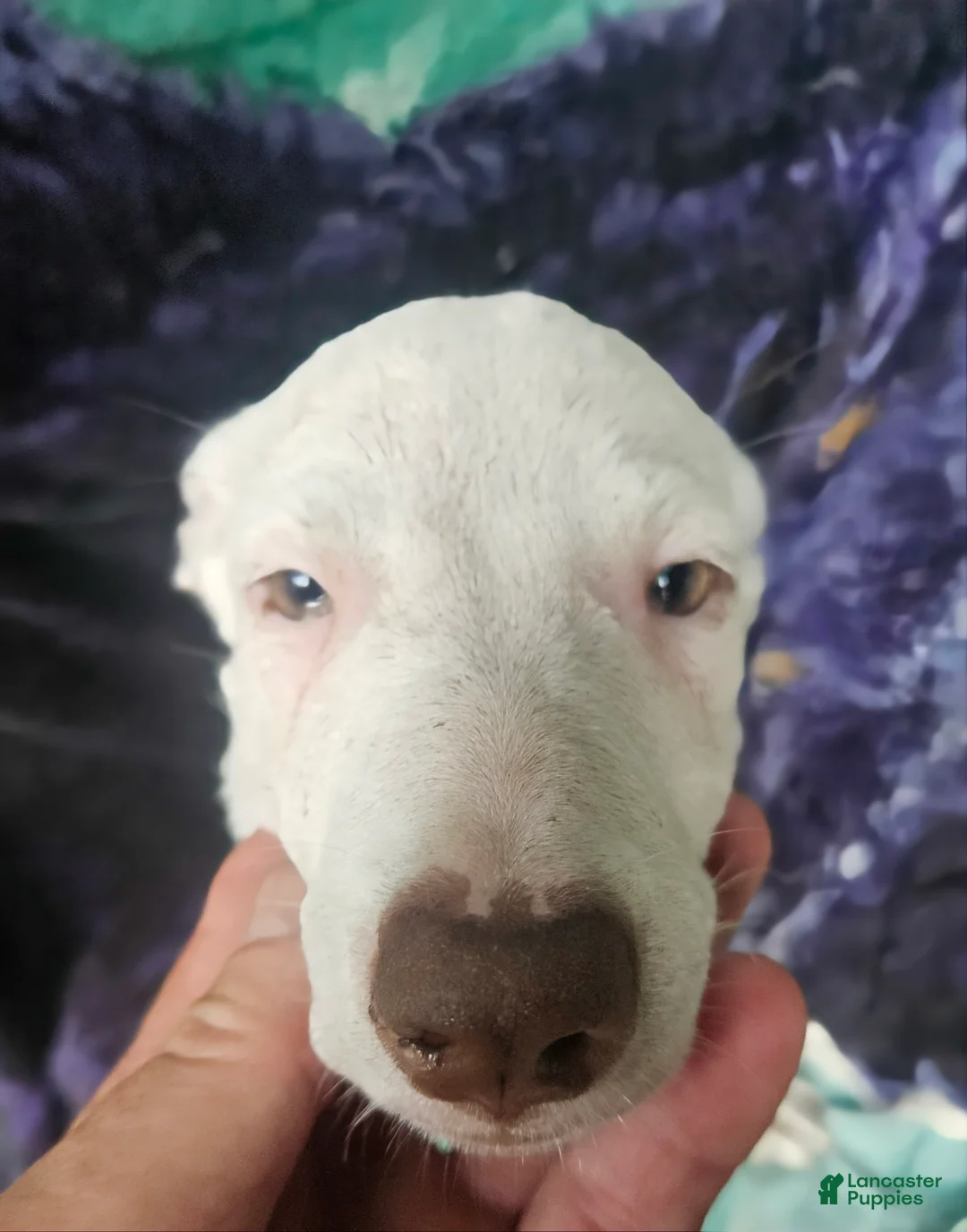 Border Collie dogs for sale: Hissy - Ad 1