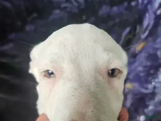 Border Collie dogs Hissy - Ad 3