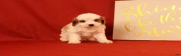Cavapoo dogs for sale: Groff - Ad 3