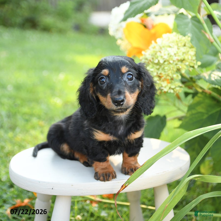 Miniature Dachshund dogs Fudge - Ad 1
