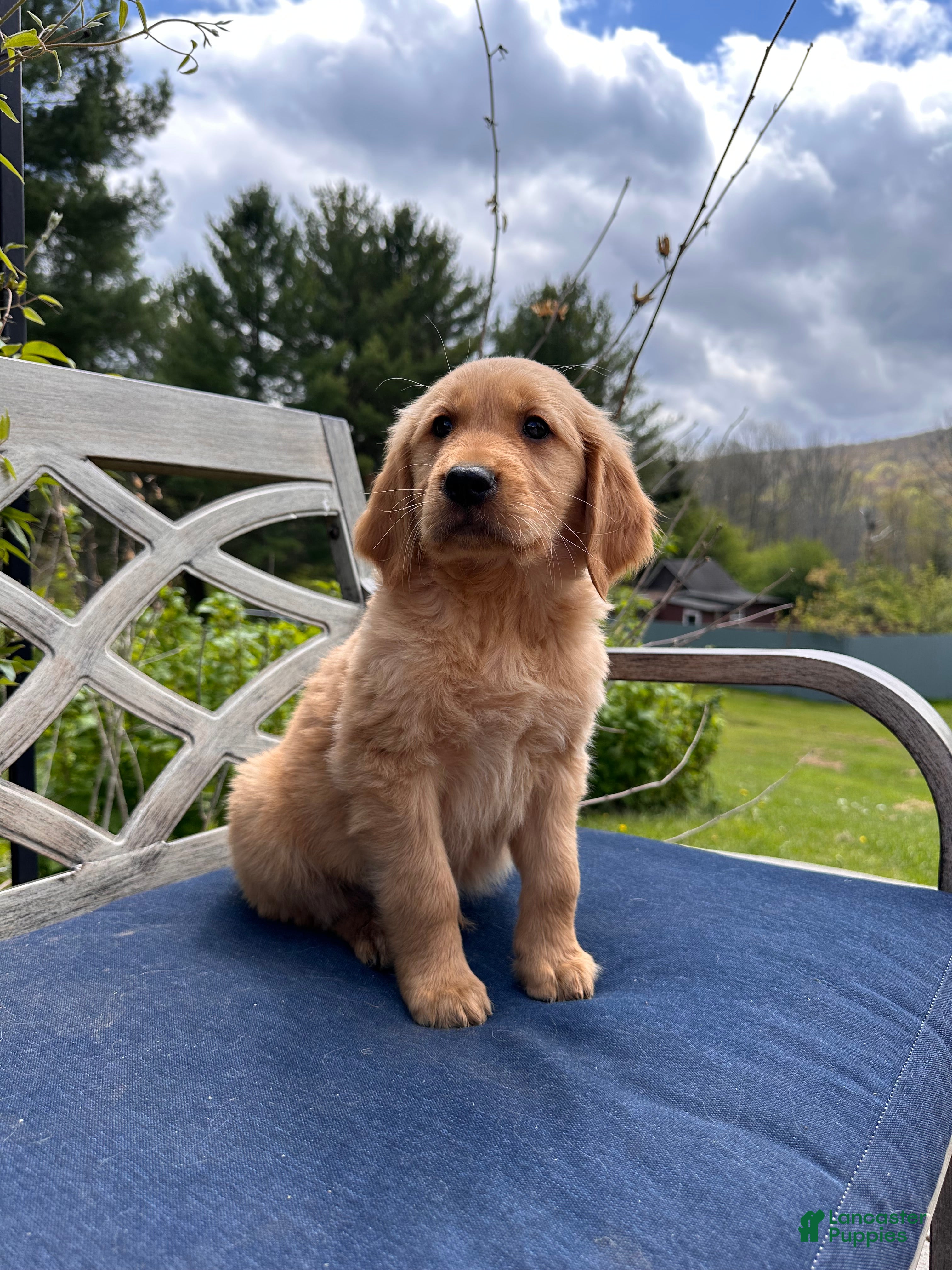 Golden Retriever dogs Charlie - Ad 1