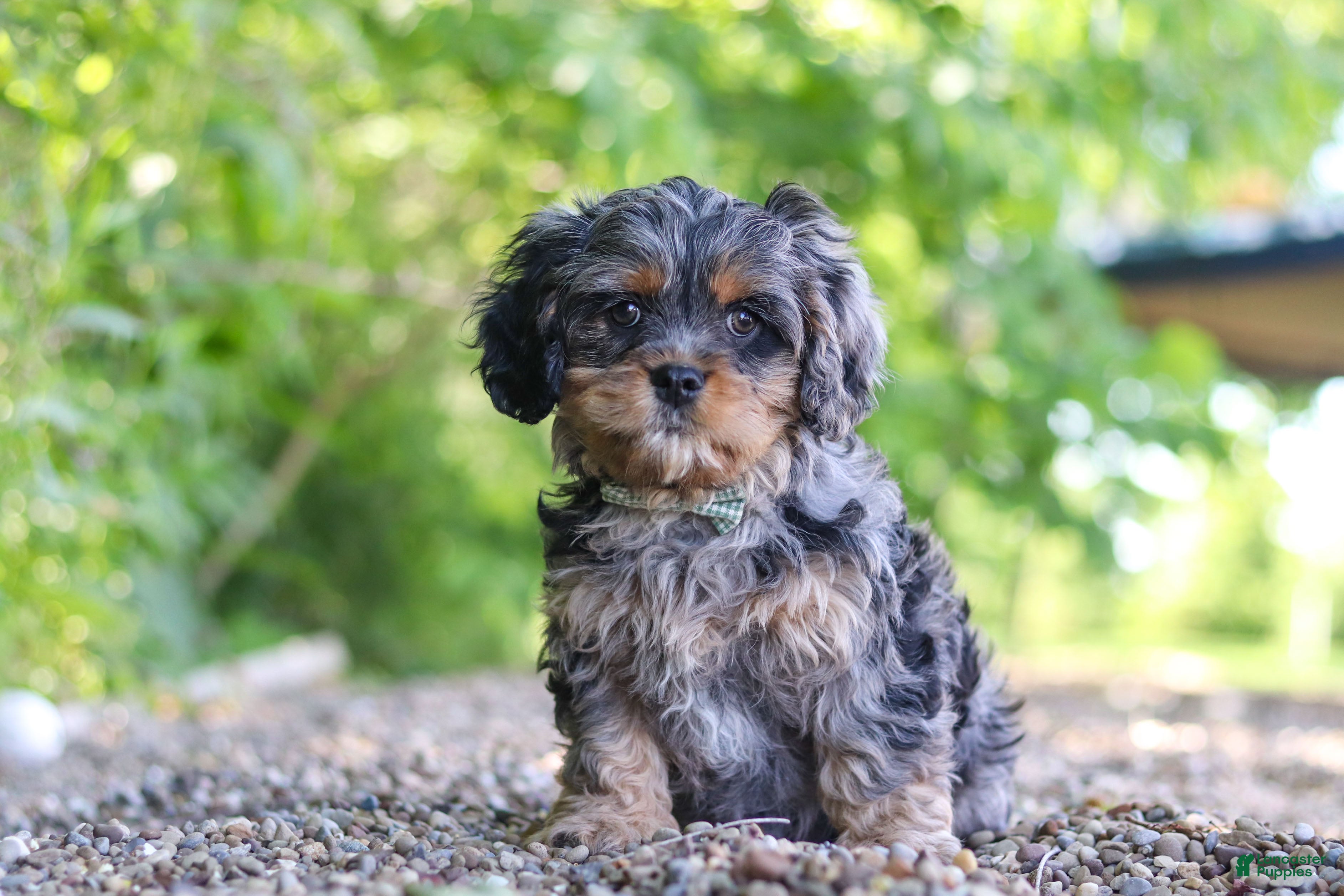 Cavapoo dogs Skeeter - Ad 2