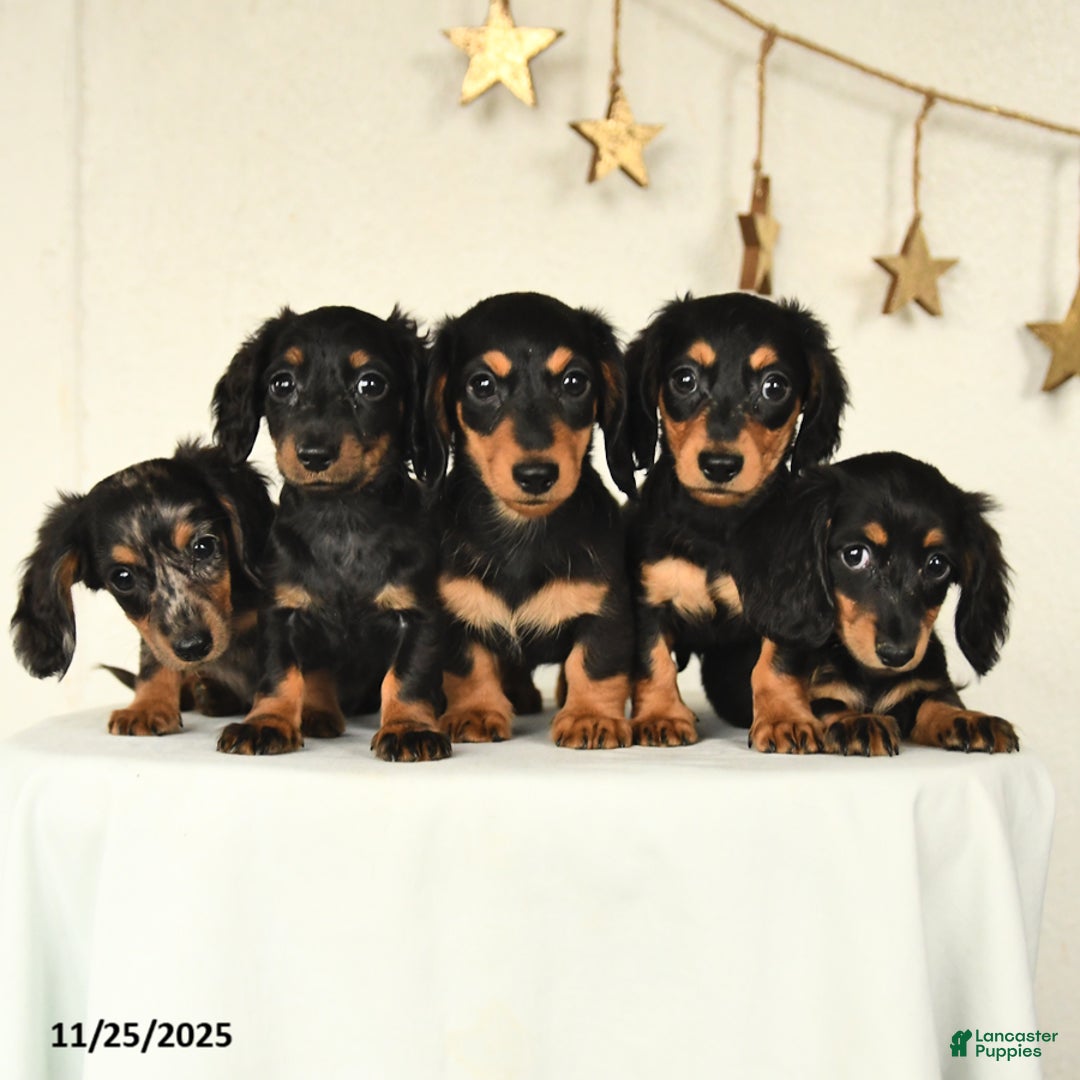 Miniature Dachshund dogs for sale: Harper - Ad 5