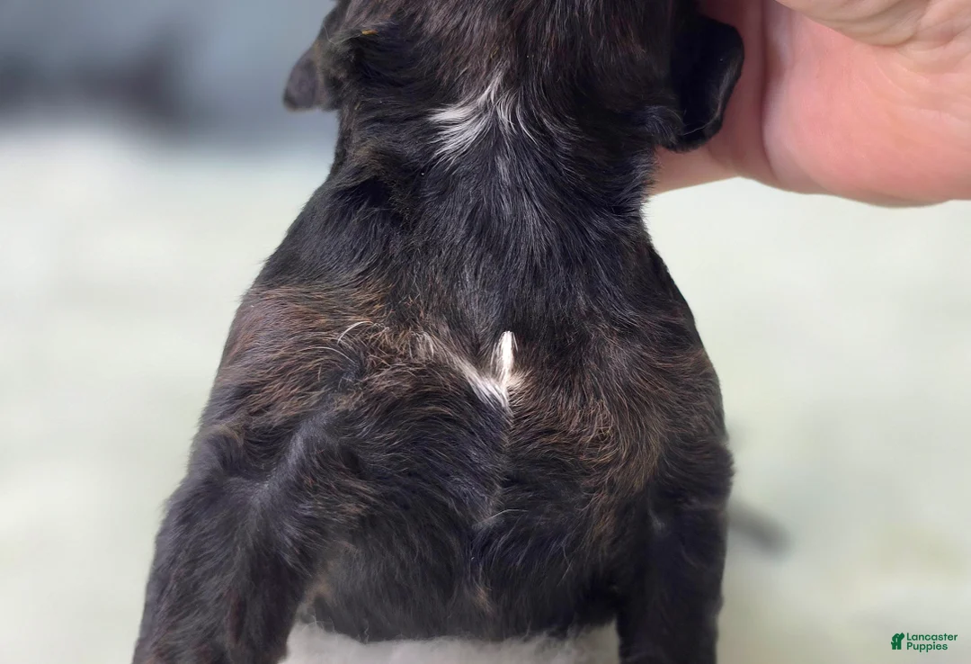 Cockapoo dogs for sale: Nova - Ad 5