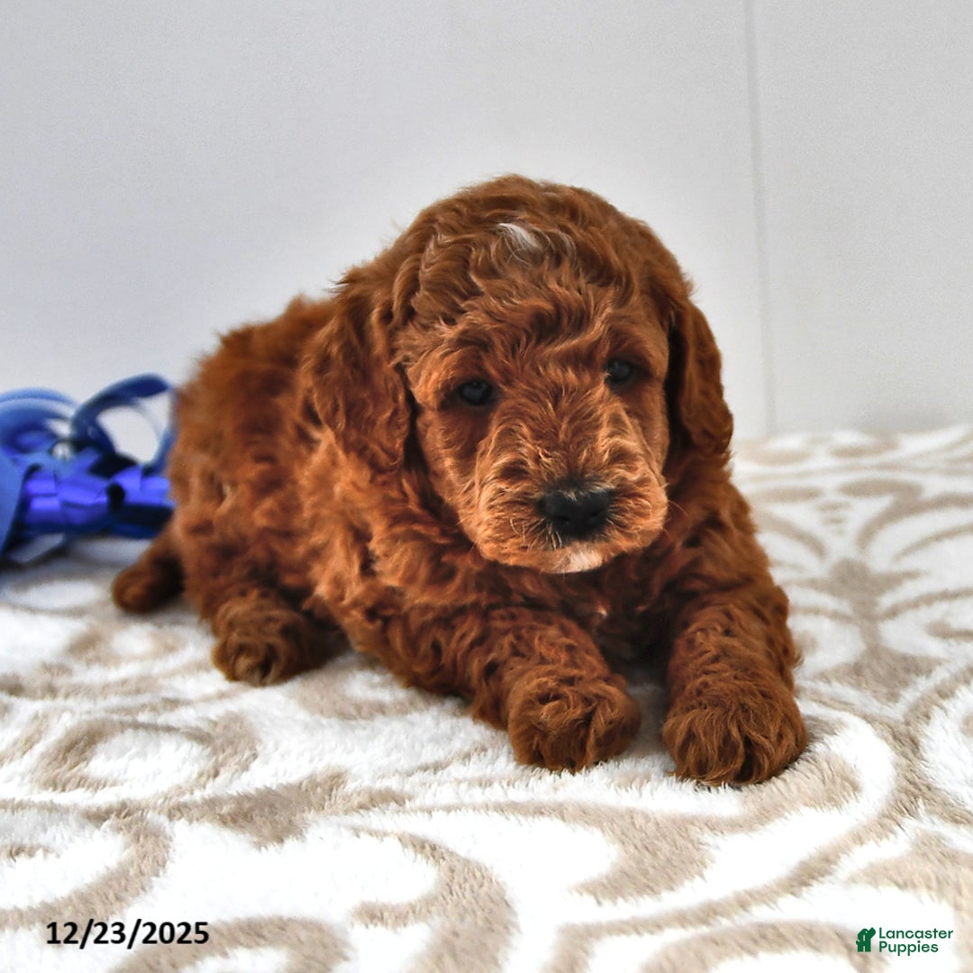 Mini Goldendoodle dogs for sale: Forest - Ad 8