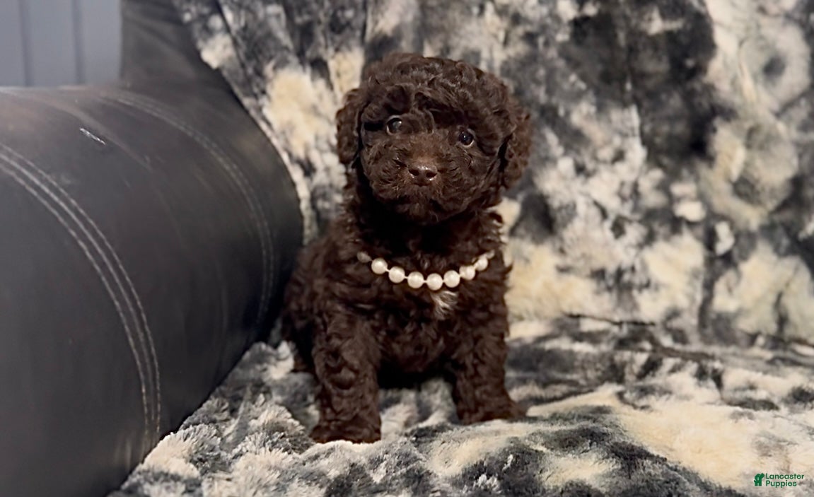 Mini Aussiedoodle dogs Coco - Ad 8