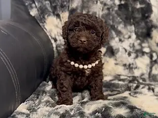 Mini Aussiedoodle dogs Coco - Ad 8