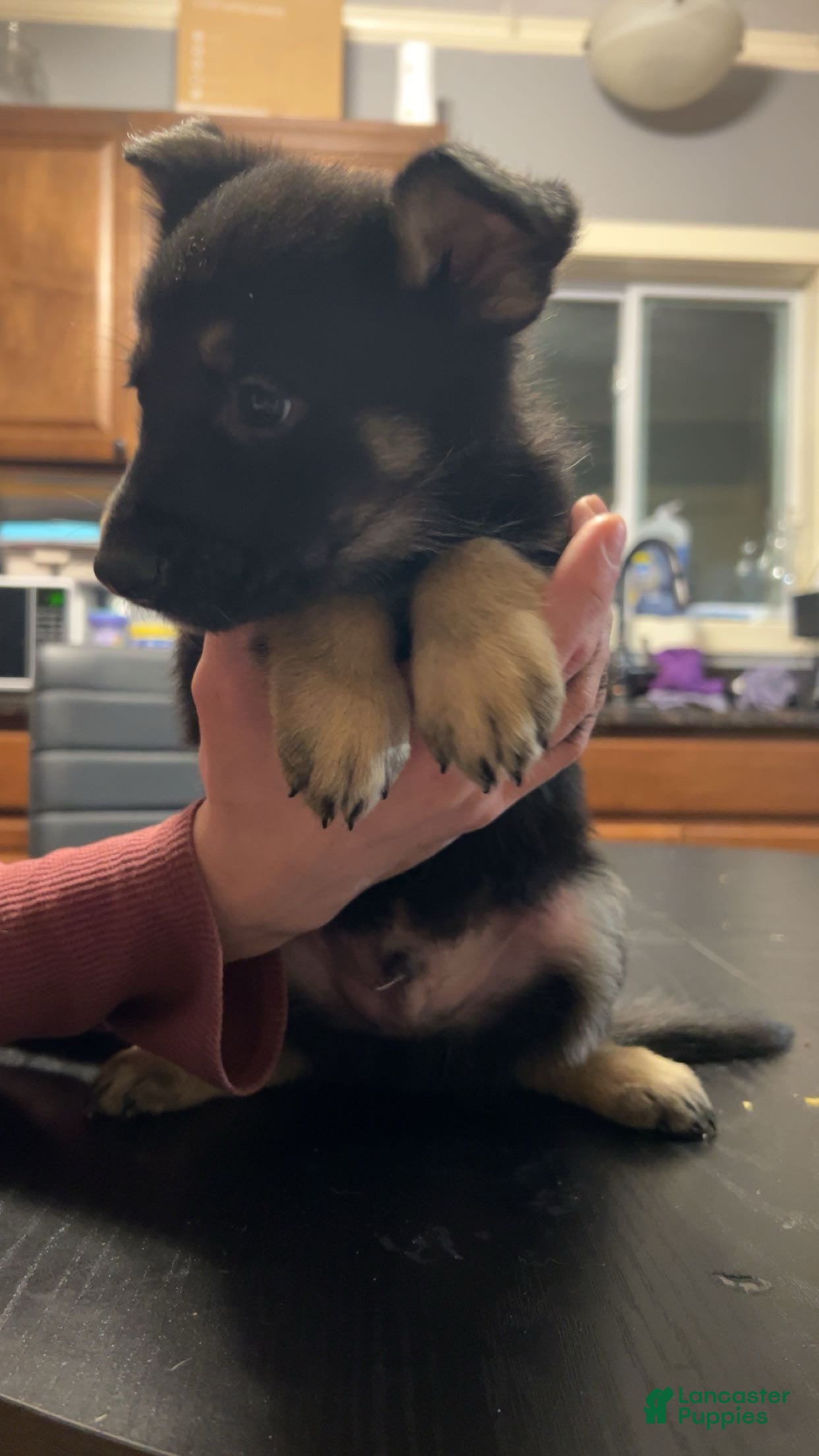 German Shepherd dogs German Shepherd Puppy 8 - Ad 5