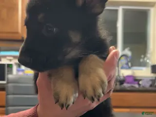 German Shepherd dogs German Shepherd Puppy 8 - Ad 5