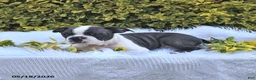 Boston Terrier dogs for sale: Winston - Ad 2