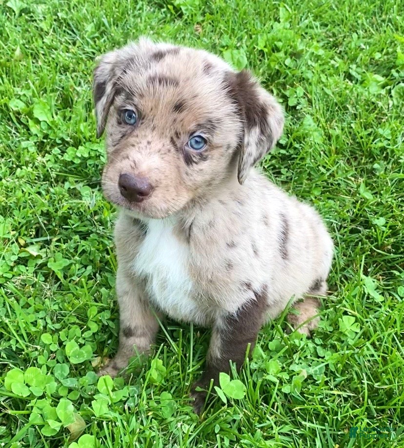 Mixed Breed dogs Rocko - Ad 2