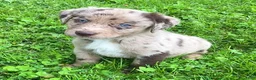 Mixed Breed dogs for sale: Rocko - Ad 2